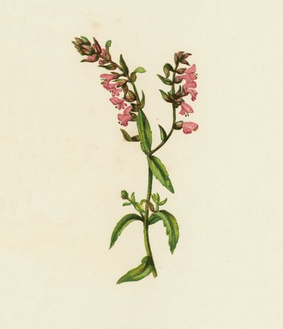 Bartsie rouge, Bartsia Odontites - English School