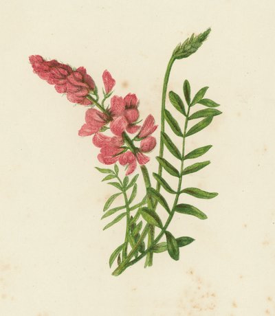 Onobrychis Sativa (Sainfoin) - English School