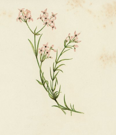 Aspérule des teinturiers, Asperula Cynanchica - English School