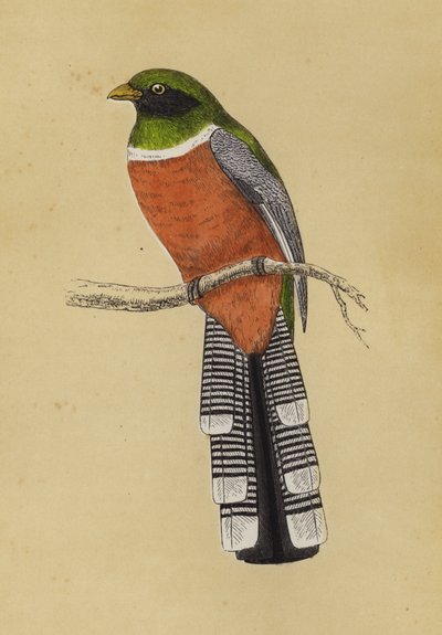 Trogon - English School