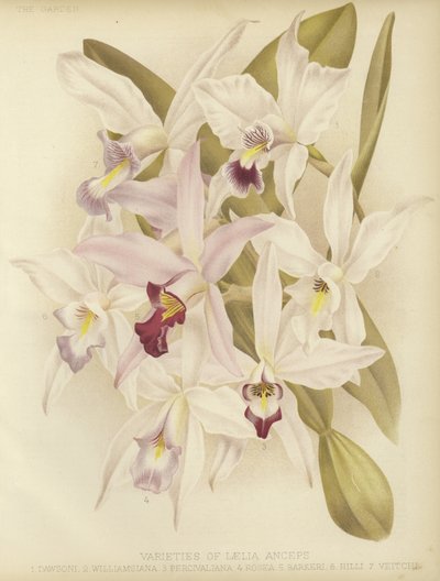 Variétés de Laelia anceps - English School