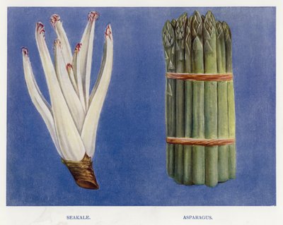 Guide du cultivateur de légumes : Chou marin, Asperge - English School