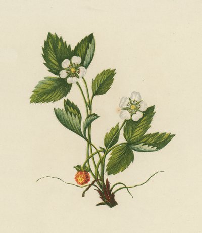 Fraisier des Bois, Fragaria Vesca - English School