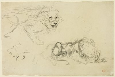 Études de lions - Eugène Delacroix