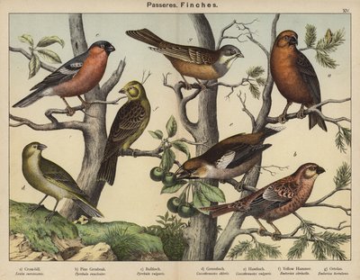 Passereaux, Pinsons (lithographie en couleur) - European School