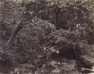 Glen à Lynmouth - Francis Bedford, Francis Frith