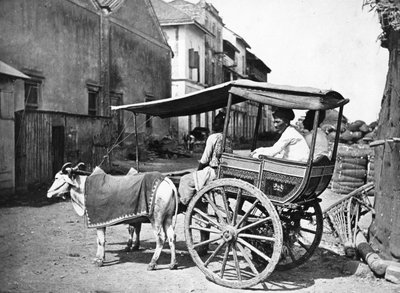 Bombay Hackerry, c.1875 - Francis Frith