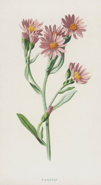 Aster - Frederick Edward Hulme