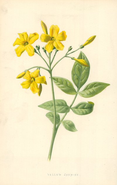 Jasmin Jaune - Frederick Edward Hulme