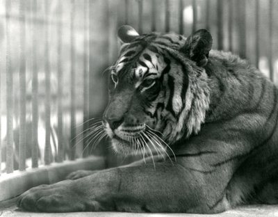 Tigre Sam au Zoo de Londres, 1925 - Frederick William Bond