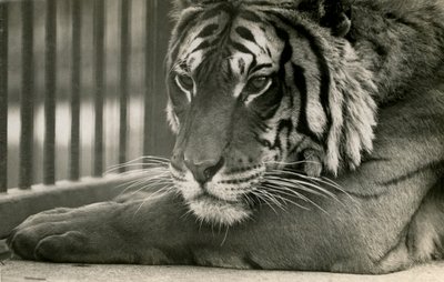 Tigre Sam au Zoo de Londres, 1925 - Frederick William Bond