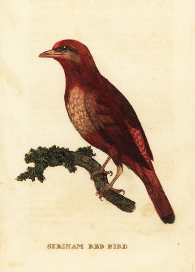 Cotinga rouge de Guyane, Phoenicircus carnifex - George (after) Edwards