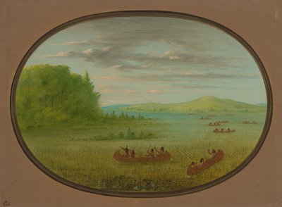 Récolte de riz sauvage - Winnebago, 1861-1869 - George Catlin