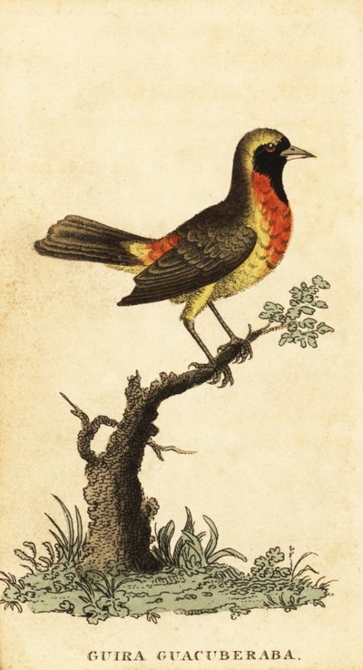 Tangara guira, Hemithraupis guira (gravure) - George Edwards