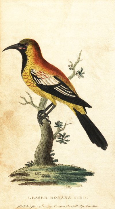 Oriole troupiale, Gymnomystax mexicanus (gravure) - George Edwards