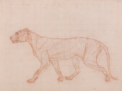 Corps de tigre, vue latérale - George Stubbs