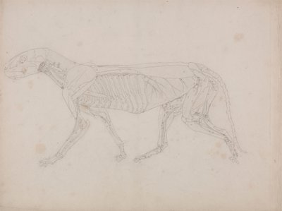 Corps de tigre, vue latérale - George Stubbs