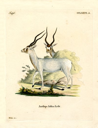 Addax - German School