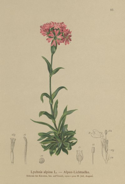 Compagnon des Alpes (Lychnis alpina, Silene suecica) - German School