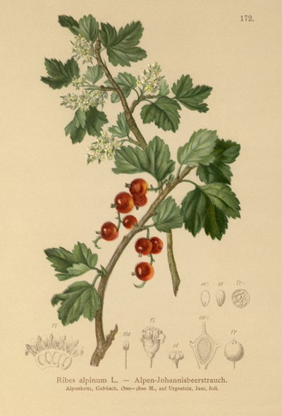 Groseillier des Alpes (Ribes alpinum) - German School