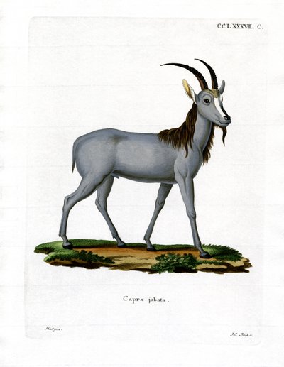 Argali - German School