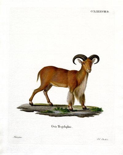 Mouflon à manchettes - German School