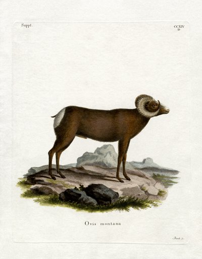 Mouflon canadien - German School