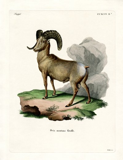 Mouflon canadien - German School