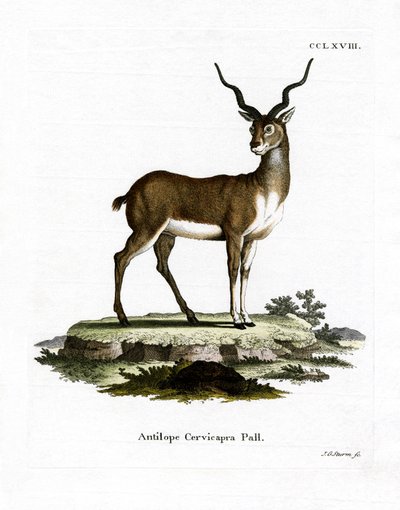 Antilope cervicapre - German School