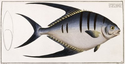 Chaetodon Glaucus, 1785-1788 - German School