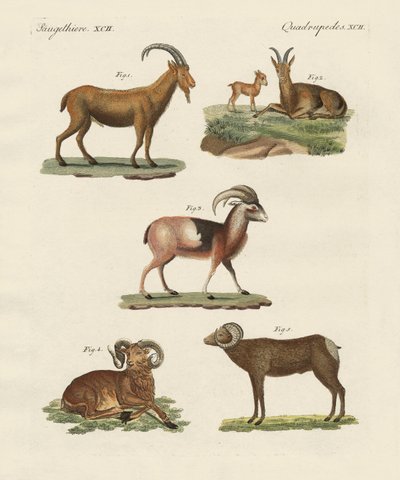 Animaux à quatre pattes - German School