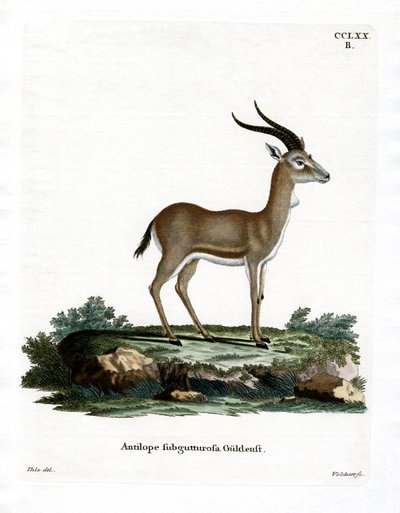 Gazelle à goitre - German School