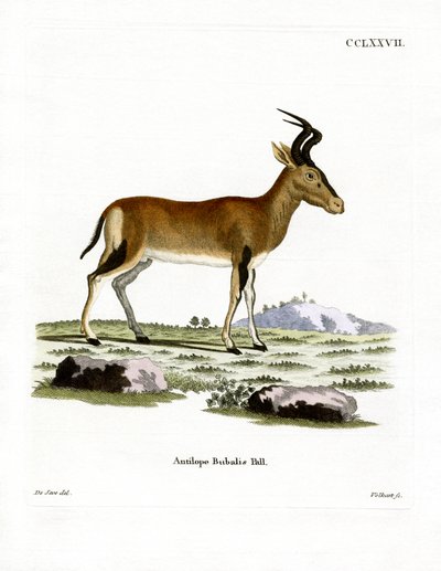 Hartebeest - German School