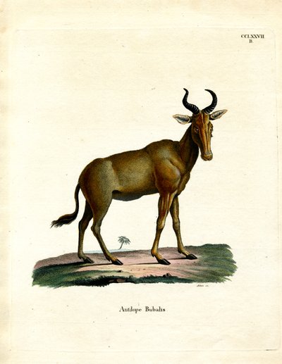 Hartebeest - German School