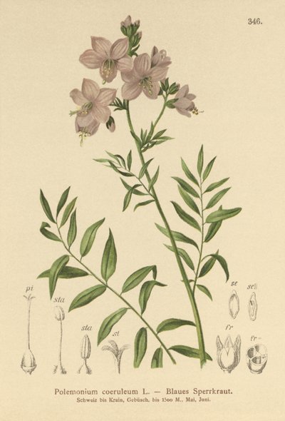 Polemonium bleu (Polemonium coeruleum, Polemonium caeruleum) - German School