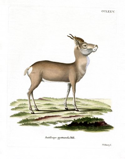 Gazelle de Mongolie - German School