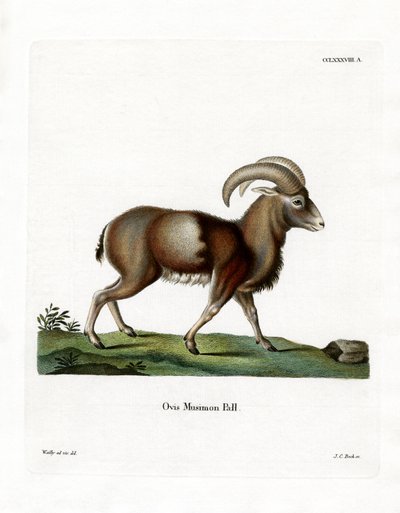 Mouflon - German School