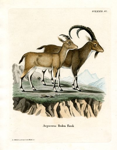 Ibex nubien - German School