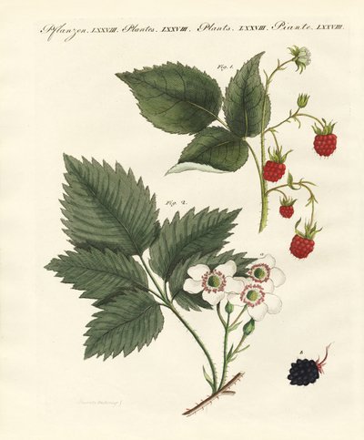 Framboises et mûres - German School