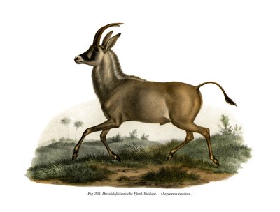 Antilope rouanne, 1860 - German School