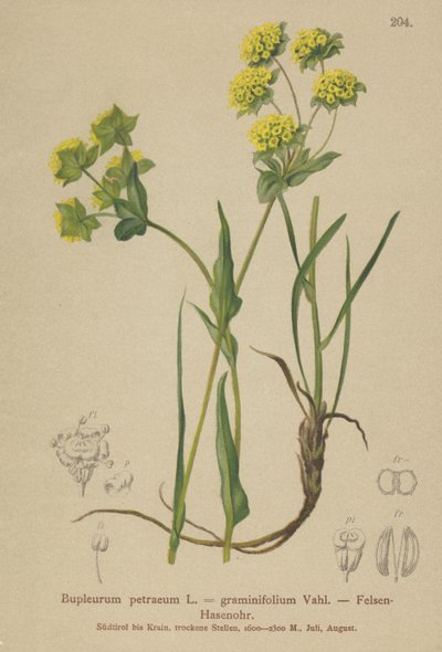 Bupleurum des rochers (Bupleurum petraeum, Bupleurum graminifolium) - German School