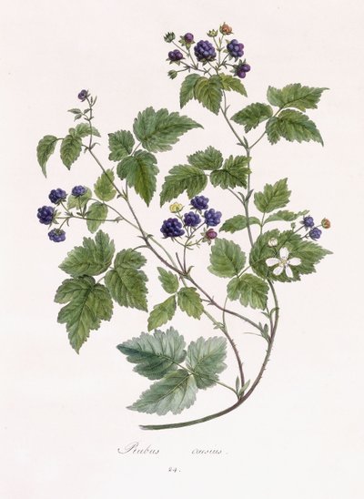 Rubus caesius - German School