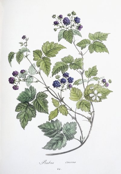 Rubus caesius, 1811-1818 - German School