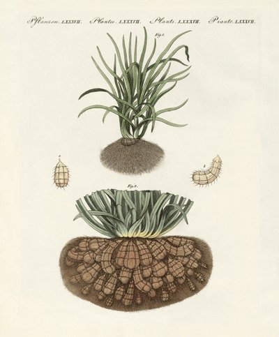 Plantes étranges - German School