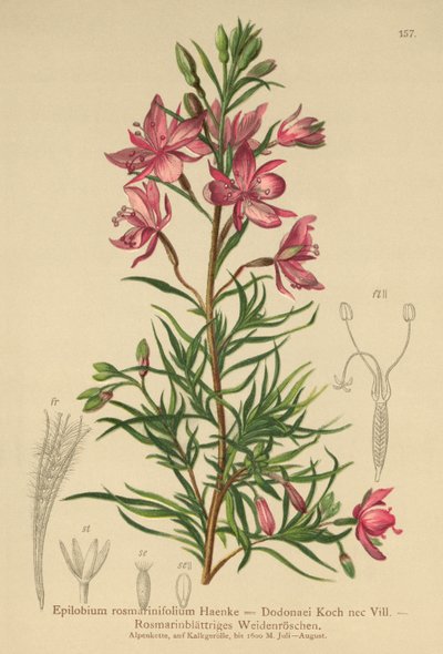 Épilobe à feuilles de romarin (Epilobium rosmarinifolium, Epilobium Dodonaei) - German School