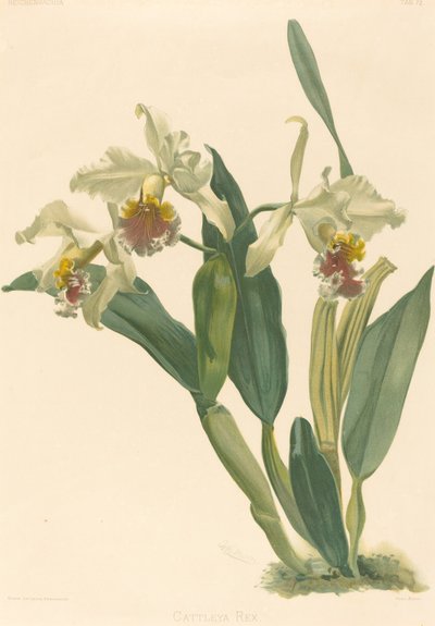 Cattleya Rex - Gustav Leutzsch after Henry George Moon