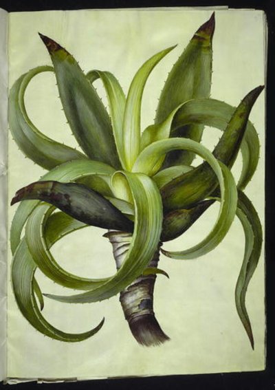 Aloe (aloe) - Hans Simon Holtzbecker