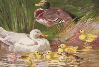 Canards et canetons - Harrison William Weir