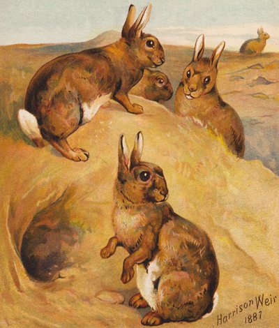 Lapins sauvages (litho en couleur) - Harrison William Weir