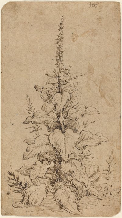 Une digitale en fleur - Hendrik Goltzius